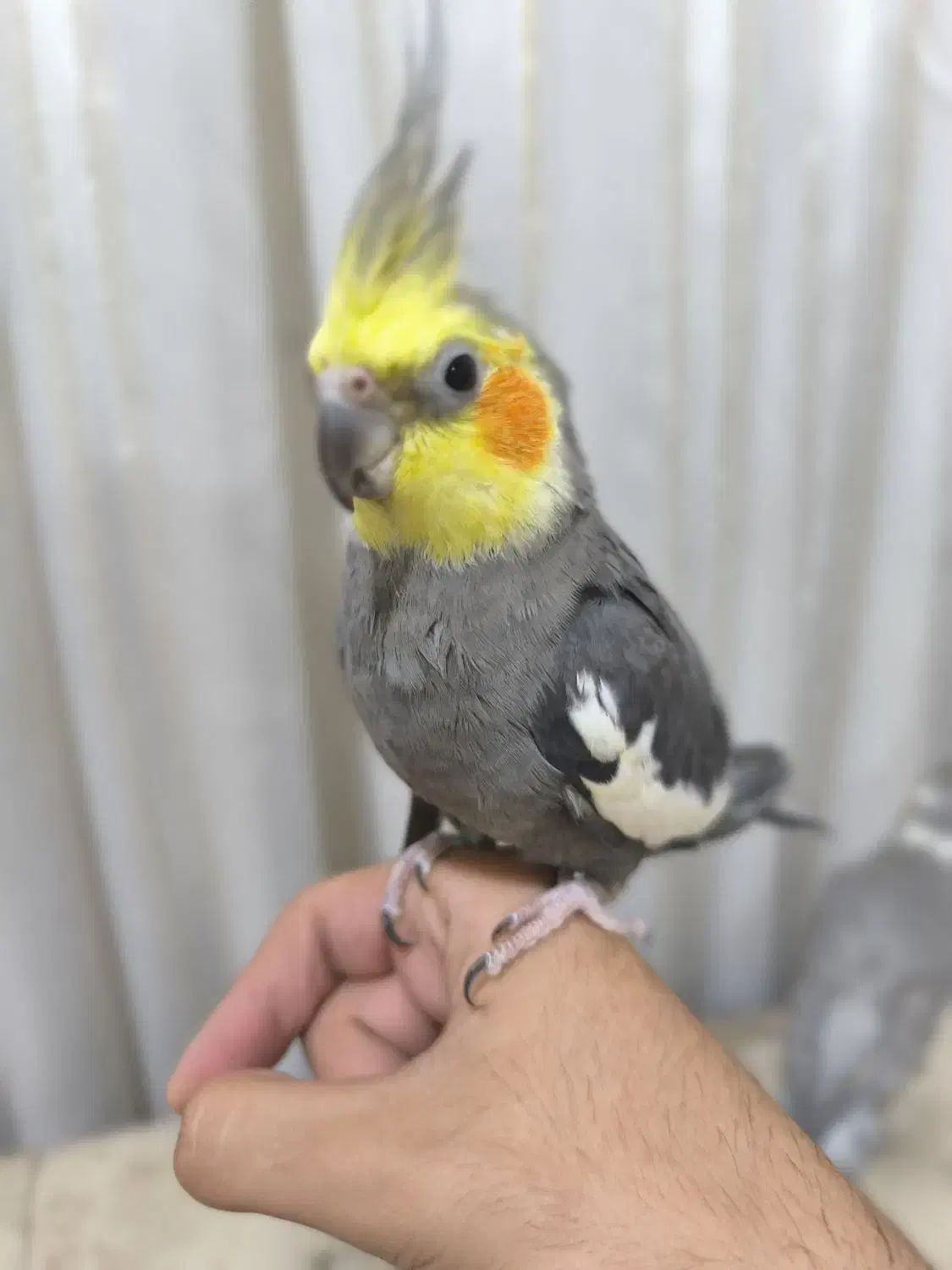 عروس هلندی شیطون|پرنده|شوش, |دیوار