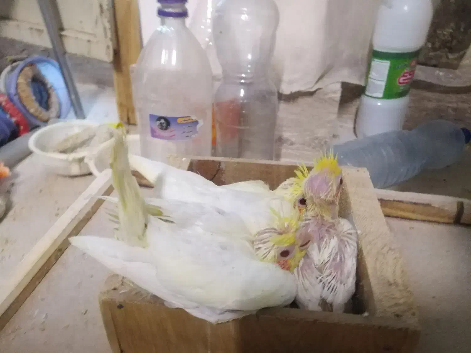 جوجه عروس|پرنده|شهرضا, |دیوار