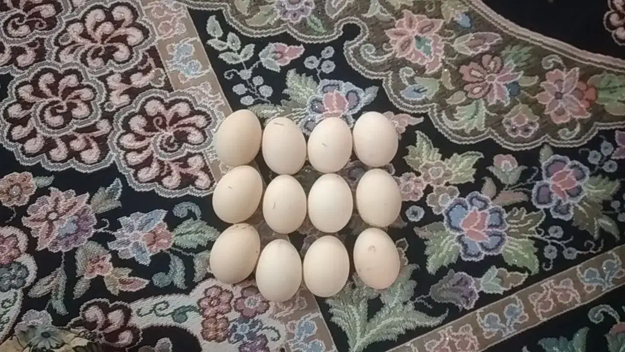 تخم لاری|حیوانات مزرعه|سنگدوین, |دیوار