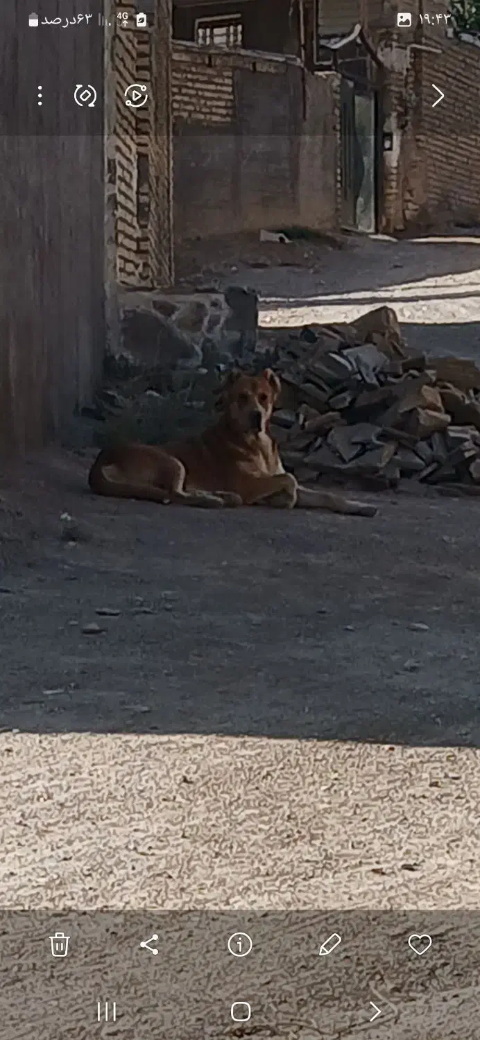 حیوانات|سگ|آوج, |دیوار