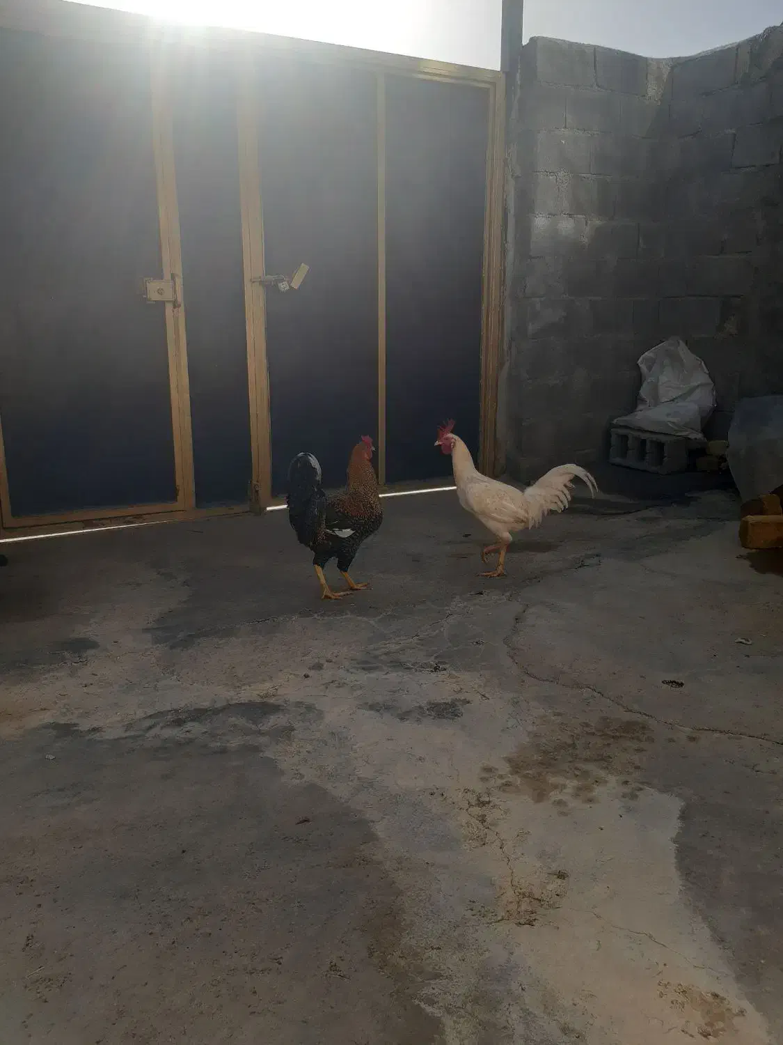 خروس|حیوانات مزرعه|جوانرود, |دیوار