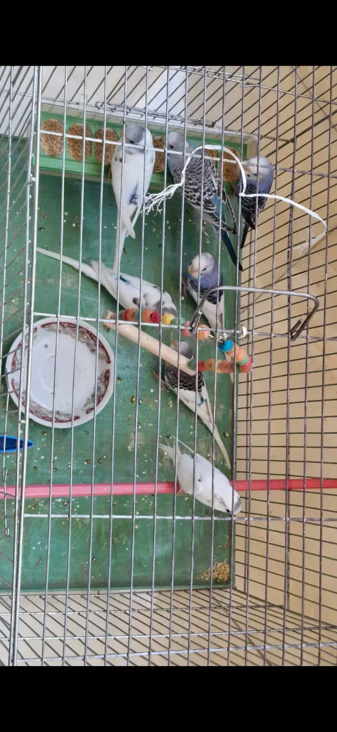 مرغ عشق|پرنده|اصفهان, رسالت|دیوار