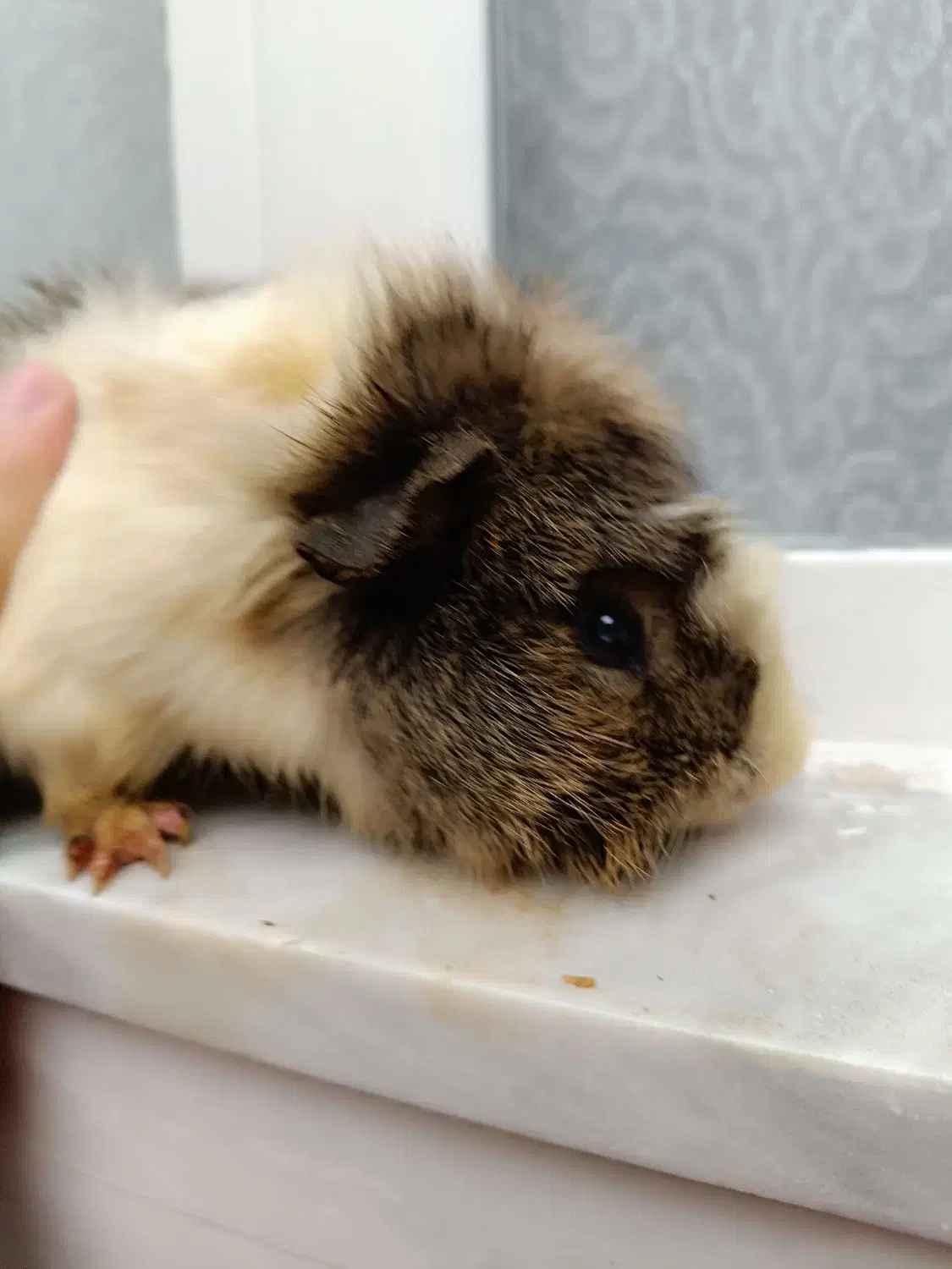 خوکچه هندی|موش و خرگوش|مشهد, حسین‌آباد|دیوار