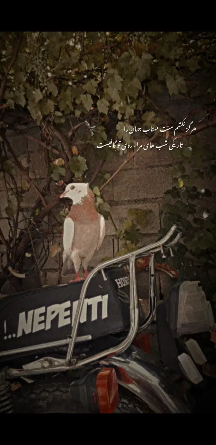 کبوتر طوقی|پرنده|سرپل ذهاب, |دیوار