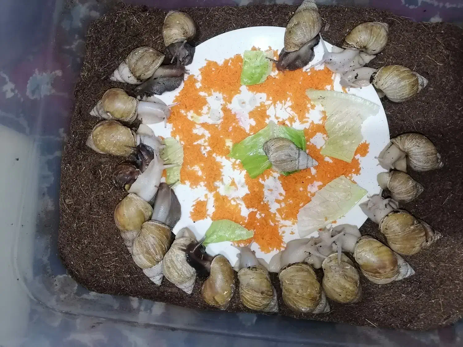 خزنده|خزنده|ارومیه, |دیوار