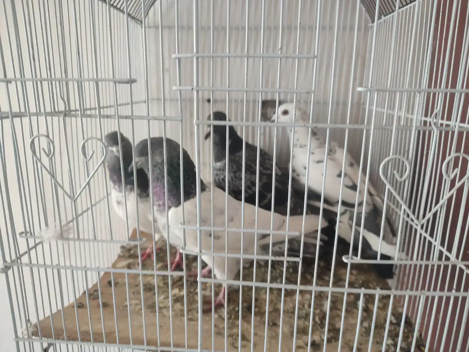 پرنده|پرنده|اردبیل, |دیوار