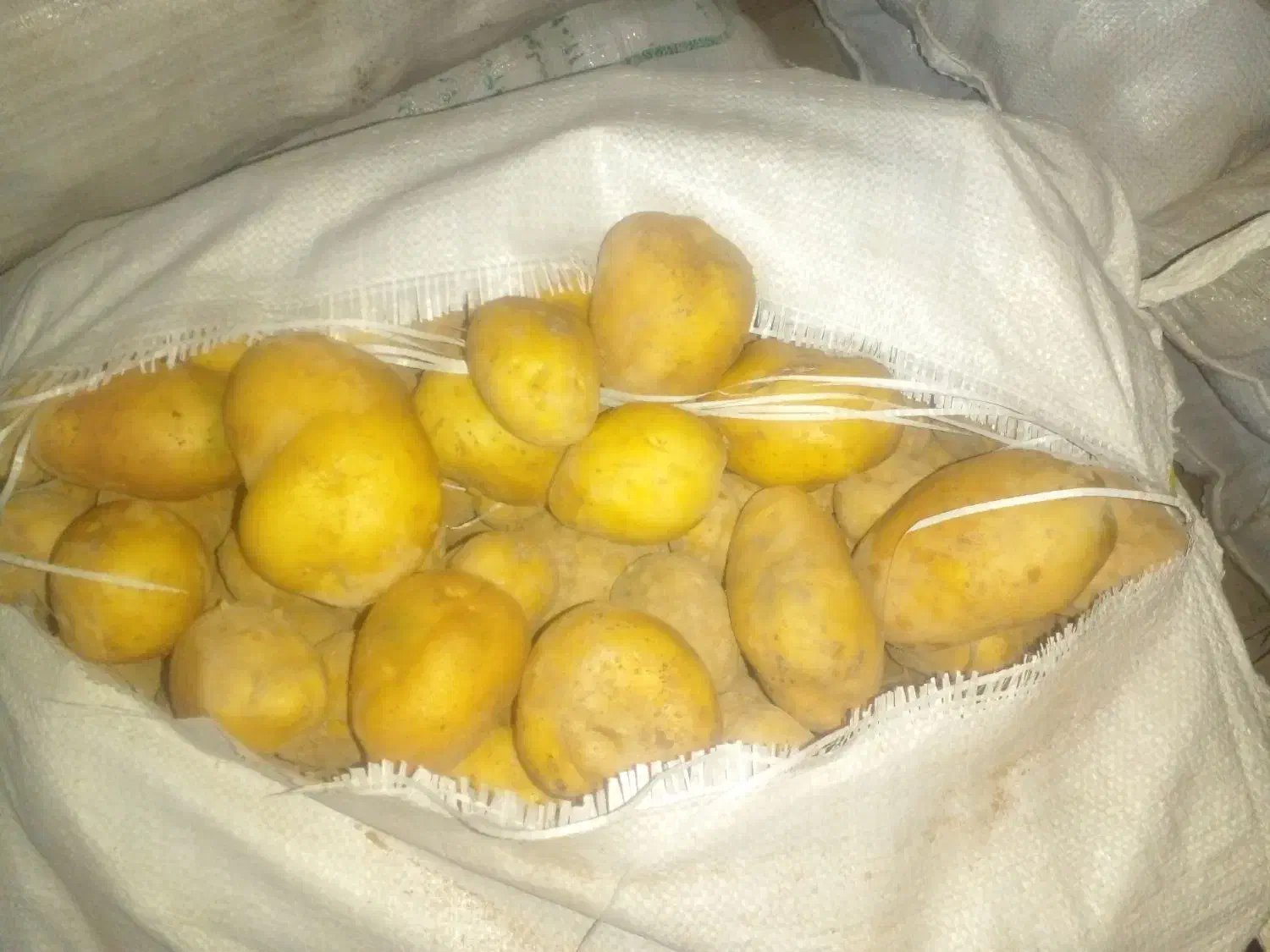 فروش سیب زمینی جیلی|خوردنی و آشامیدنی|نظر کهریزی, |دیوار