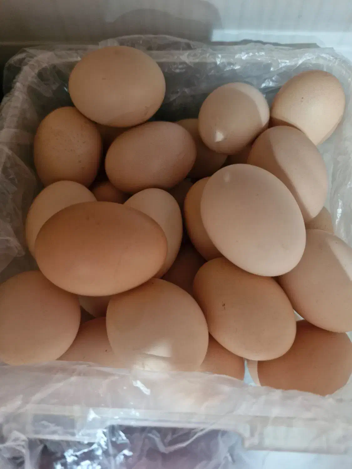 تخممرغمحلی|خوردنی و آشامیدنی|لاهیجان, کوی آزادگان|دیوار