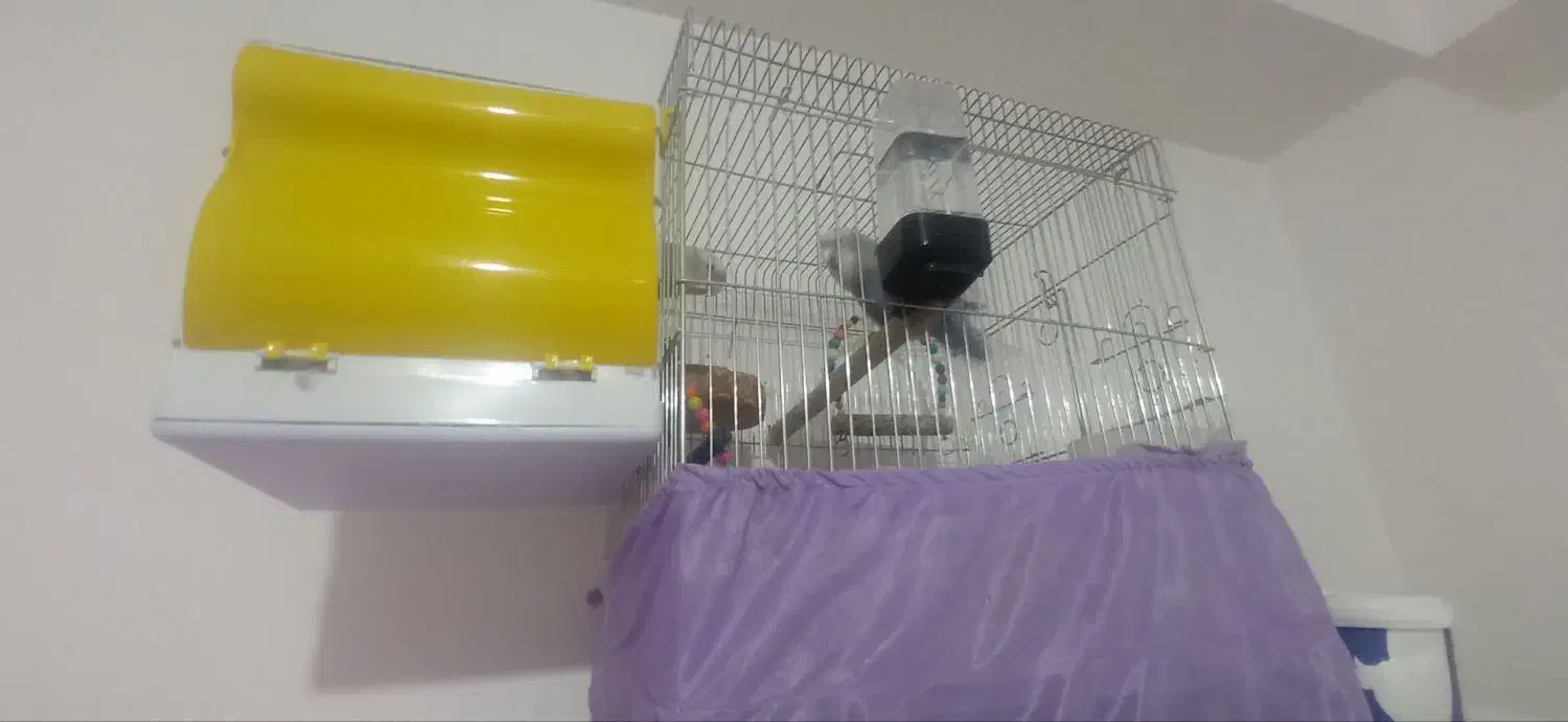 طوطی برزیلی|پرنده|ارومیه, |دیوار