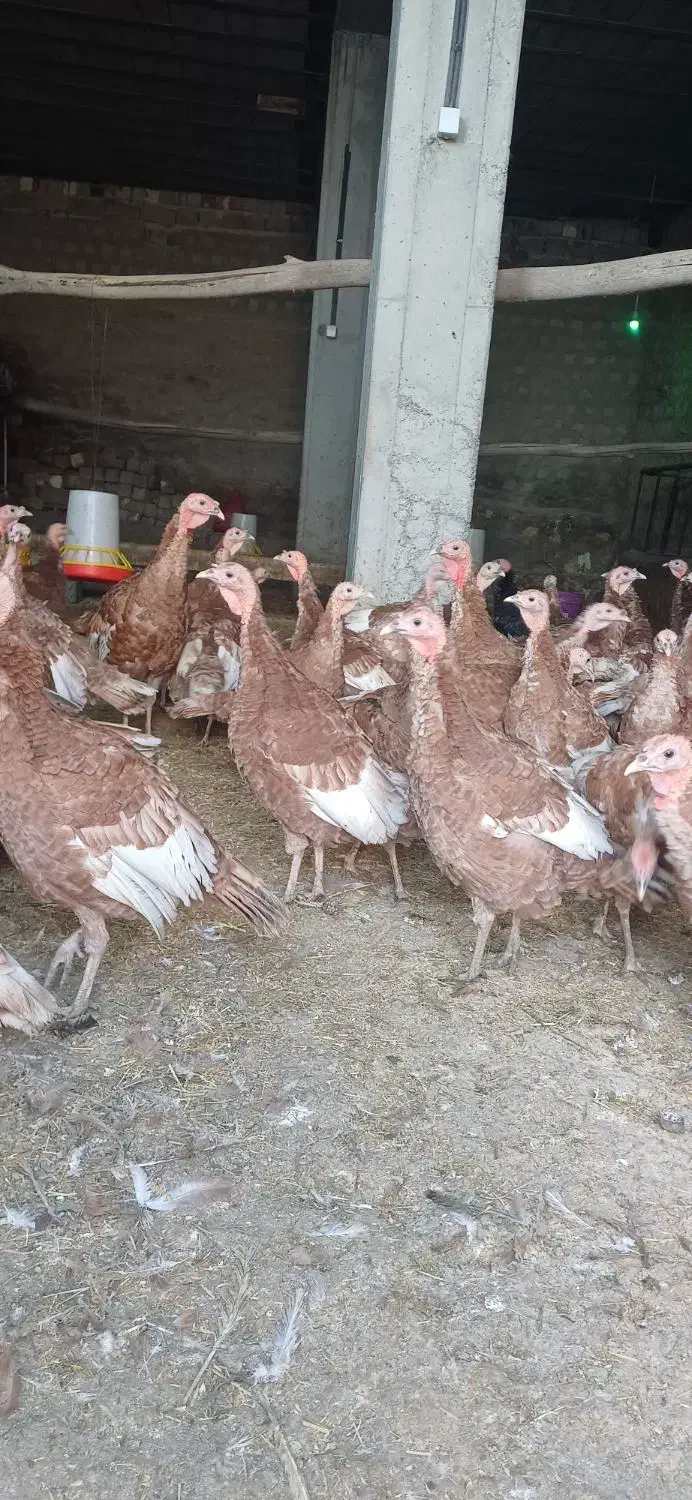 بوقلمون بوربون|حیوانات مزرعه|نقده, |دیوار