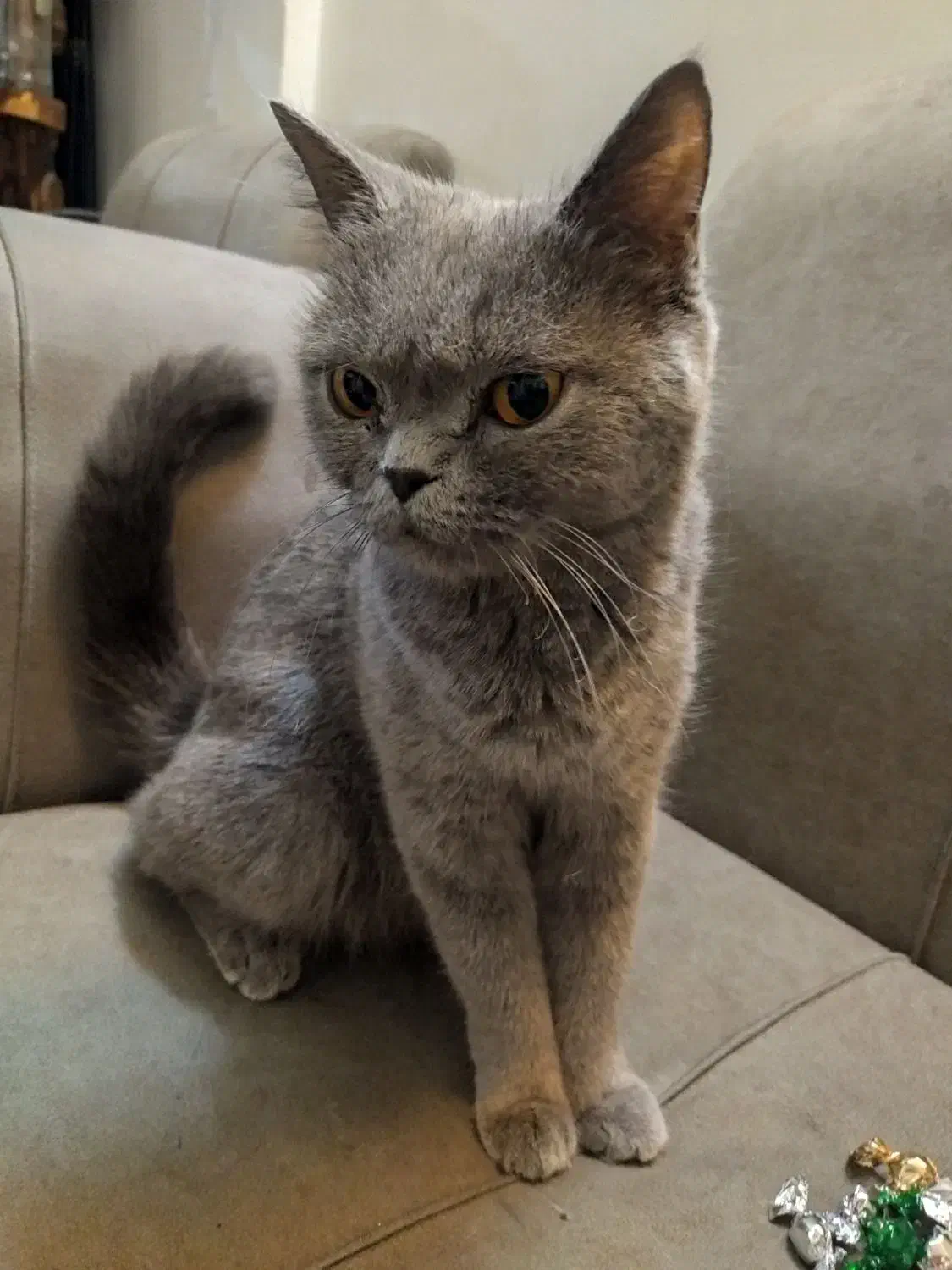 اسکاتیش آنفولد ماده بالغ ۲ونیم ساله عقیم نشده|گربه|مشهد, کوثر|دیوار