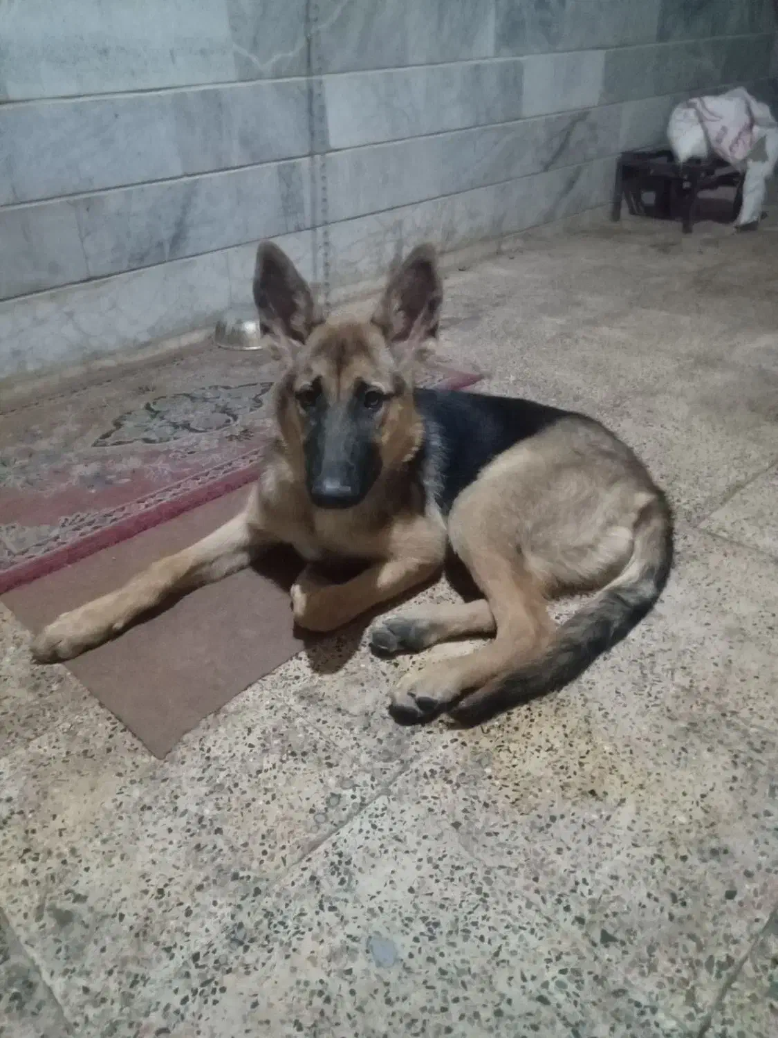 فروش یک سگ ژرمن|سگ|زنجان, |دیوار