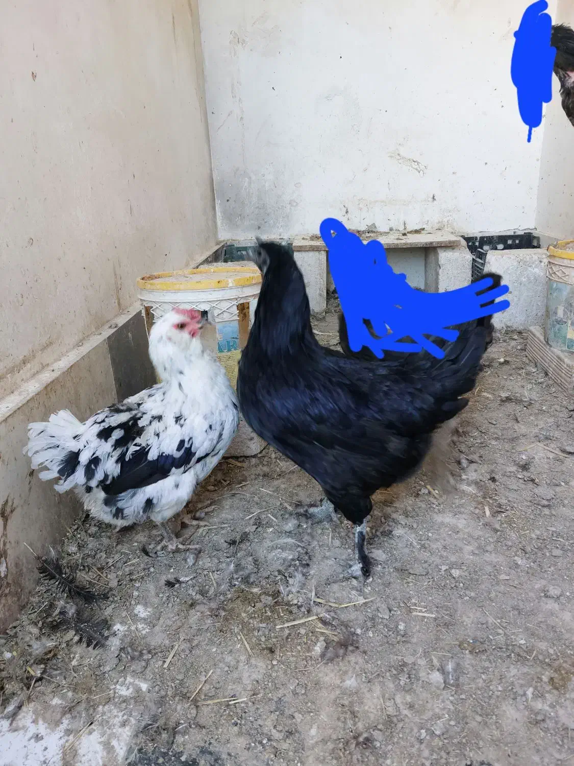 مرغ خانگی .گلین،ایام سمانی|حیوانات مزرعه|مشهد, امیر المومنین|دیوار