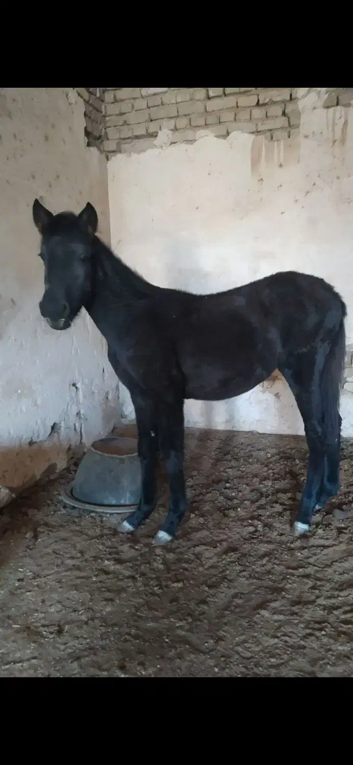 کره اسب|اسب و تجهیزات اسب‌سواری|قوچان, |دیوار