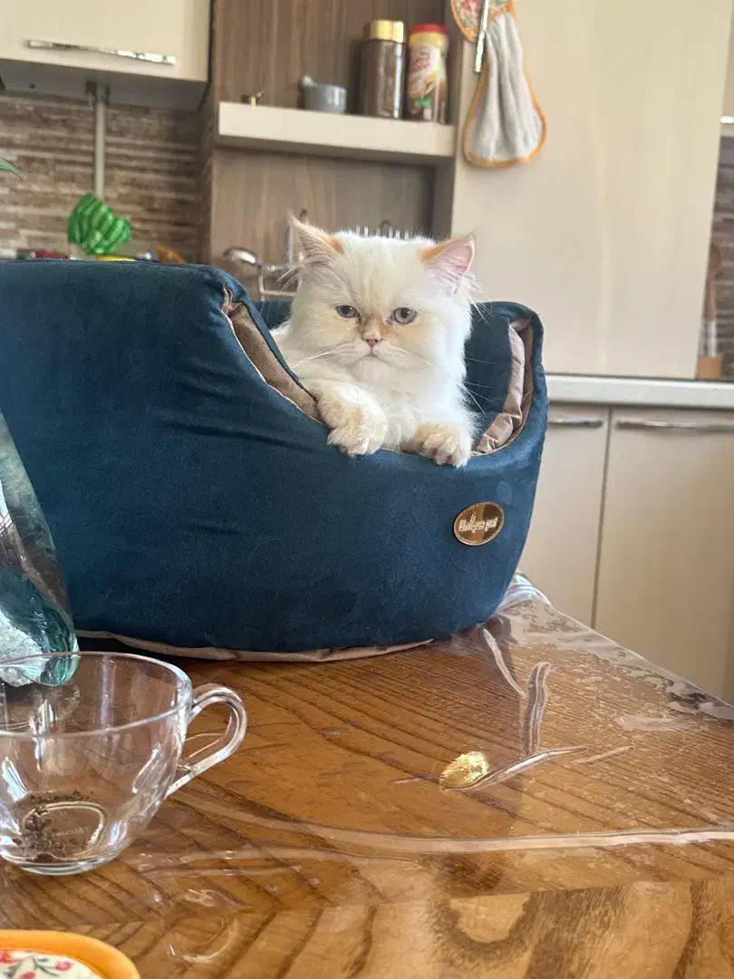 گربه هیمالین اصیل|گربه|کرمان, |دیوار