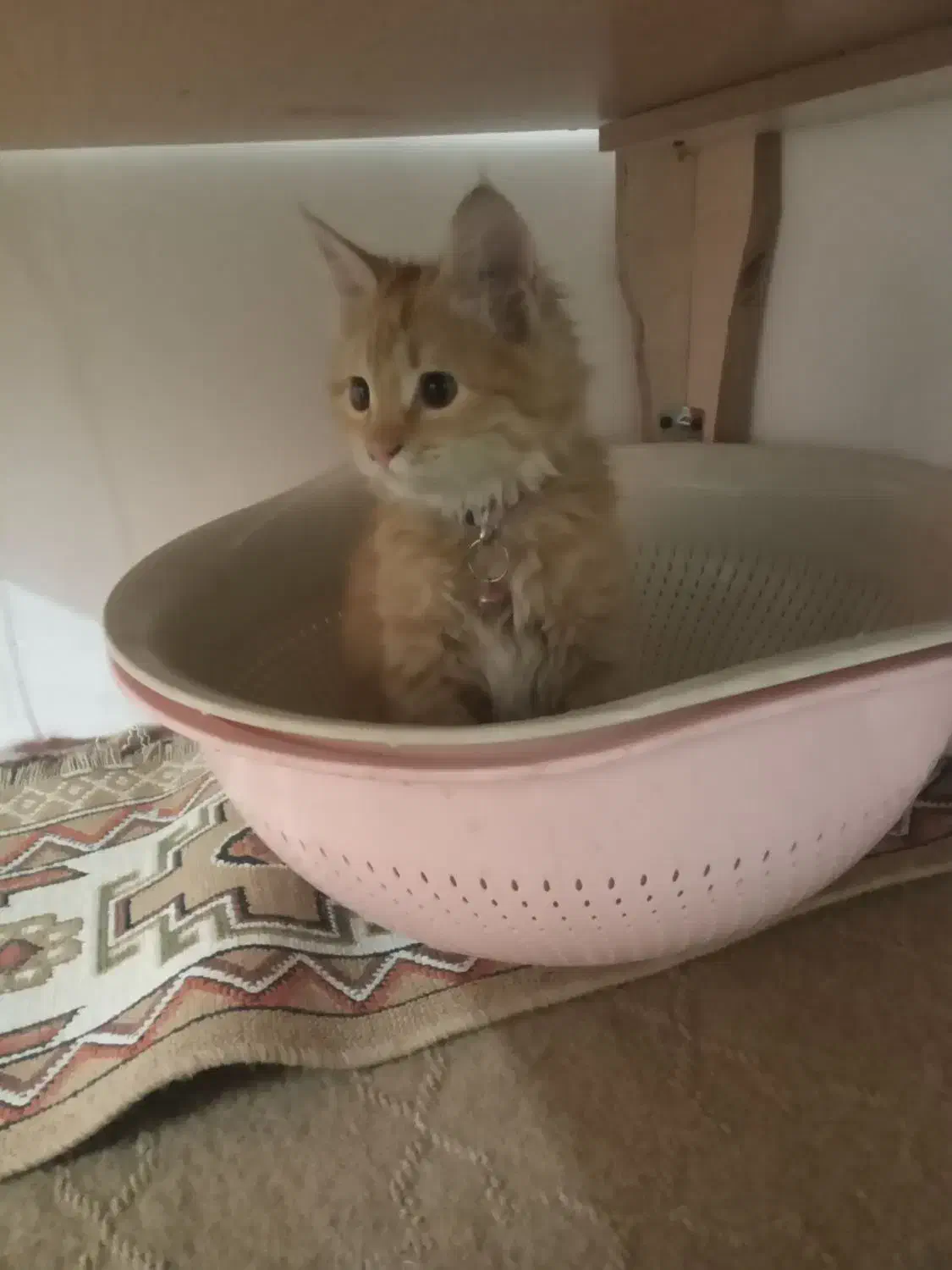 گمشده|حیوانات|بیرجند, |دیوار