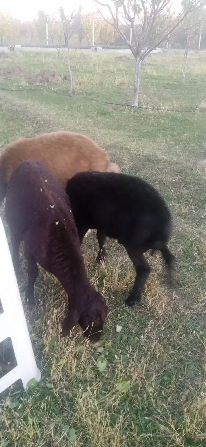 3راس‌گوسفند‌جوان‌‌حدودن‌هرکدوم‌35کیلوبه‌بالا‌|حیوانات مزرعه|مرند, |دیوار