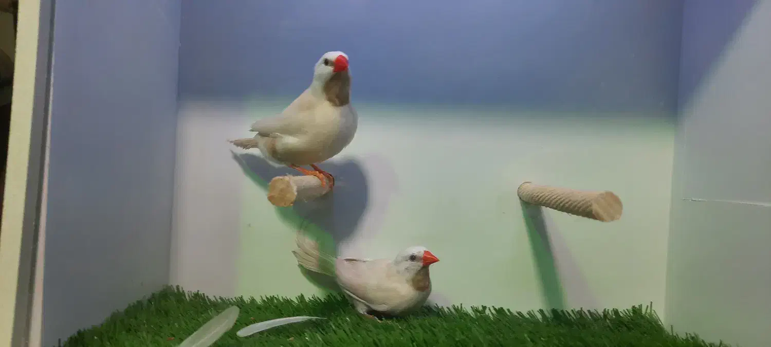 فنچ کراوات|پرنده|تهران, زنجان جنوبی|دیوار