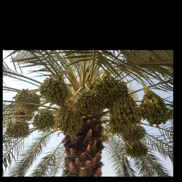 همکاری برا  خرید وفروش خرما|خوردنی و آشامیدنی|عنبرآباد, |دیوار