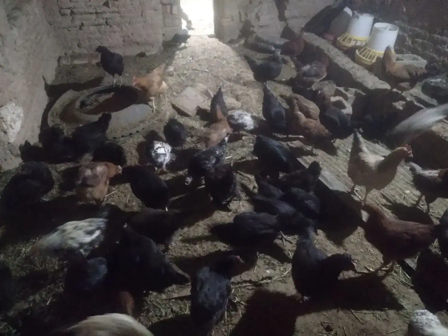 جوجه 5ماه با مرغ خروس|حیوانات مزرعه|ماهان, |دیوار