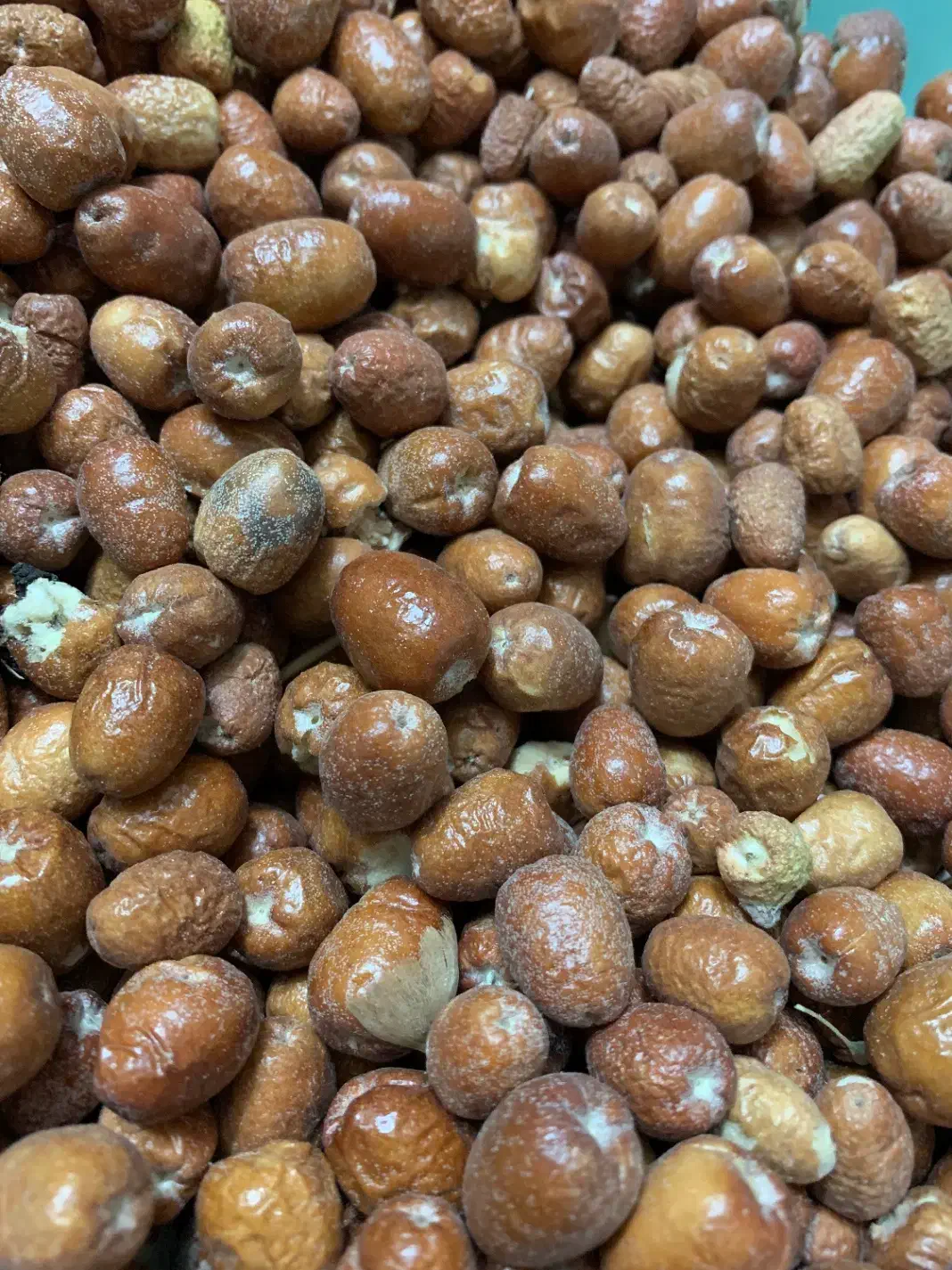 سنجد تازه امسال|خوردنی و آشامیدنی|مشهد, کوی المهدی|دیوار