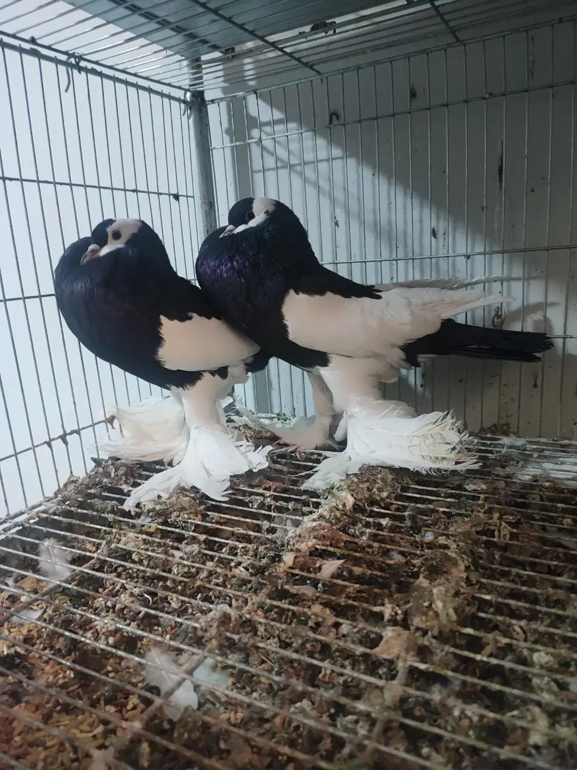 جفت مولد کبوتر زینتی بادکنکی ماهرو|پرنده|شیراز, شهرک گلستان|دیوار