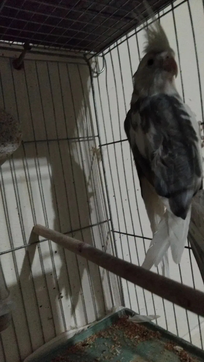 عروس نر وایت فیس|پرنده|ساوه, |دیوار