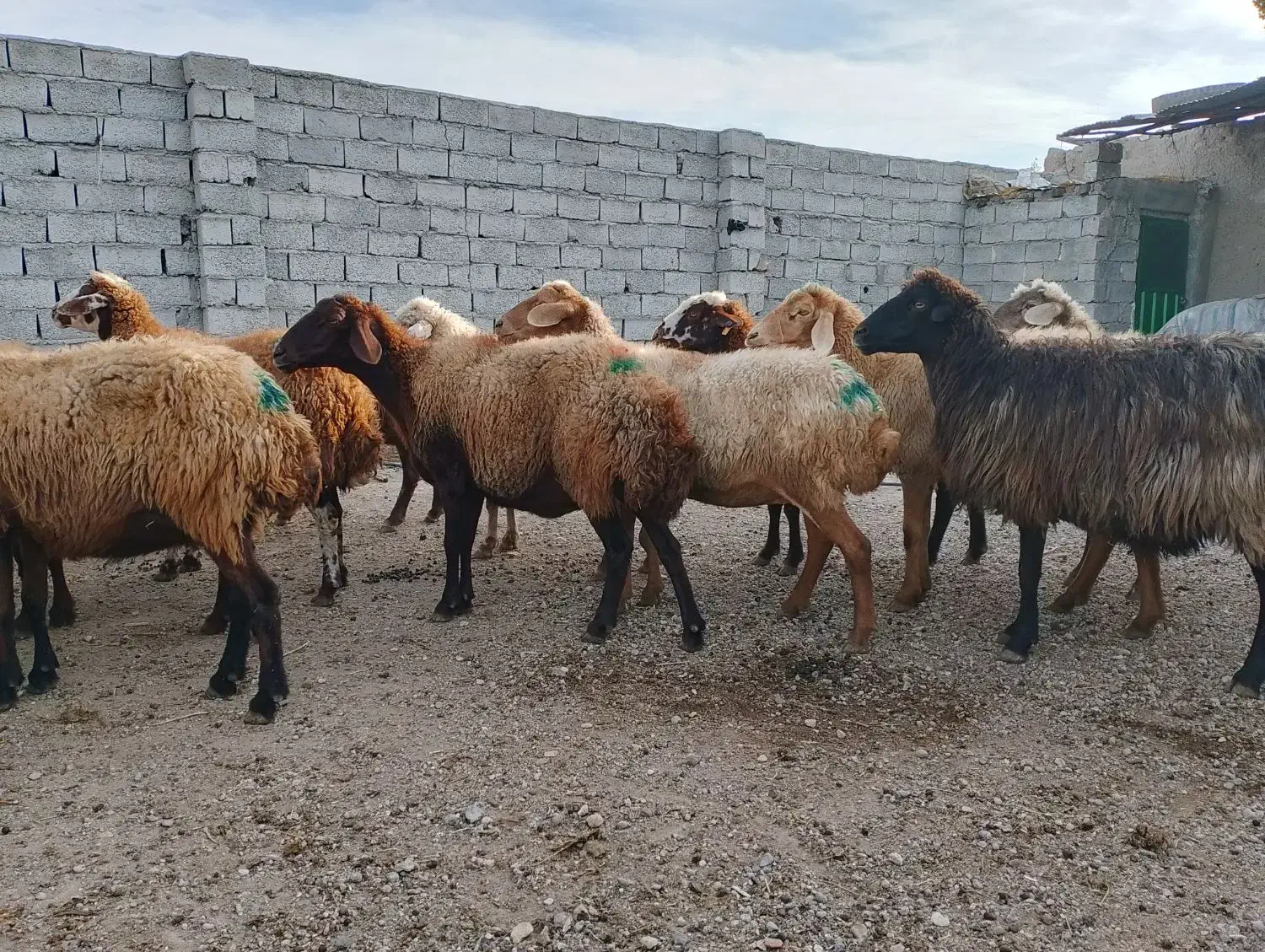 گوسفند وتوغلی نر وماده|حیوانات مزرعه|اردبیل, |دیوار