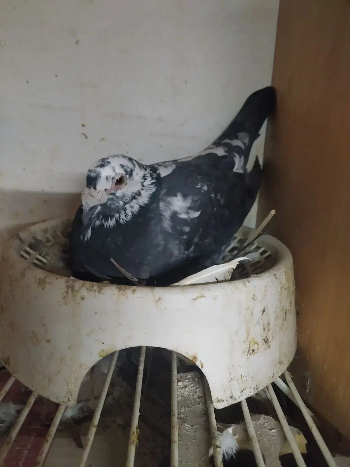 کبوتر|پرنده|نگین شهر, |دیوار