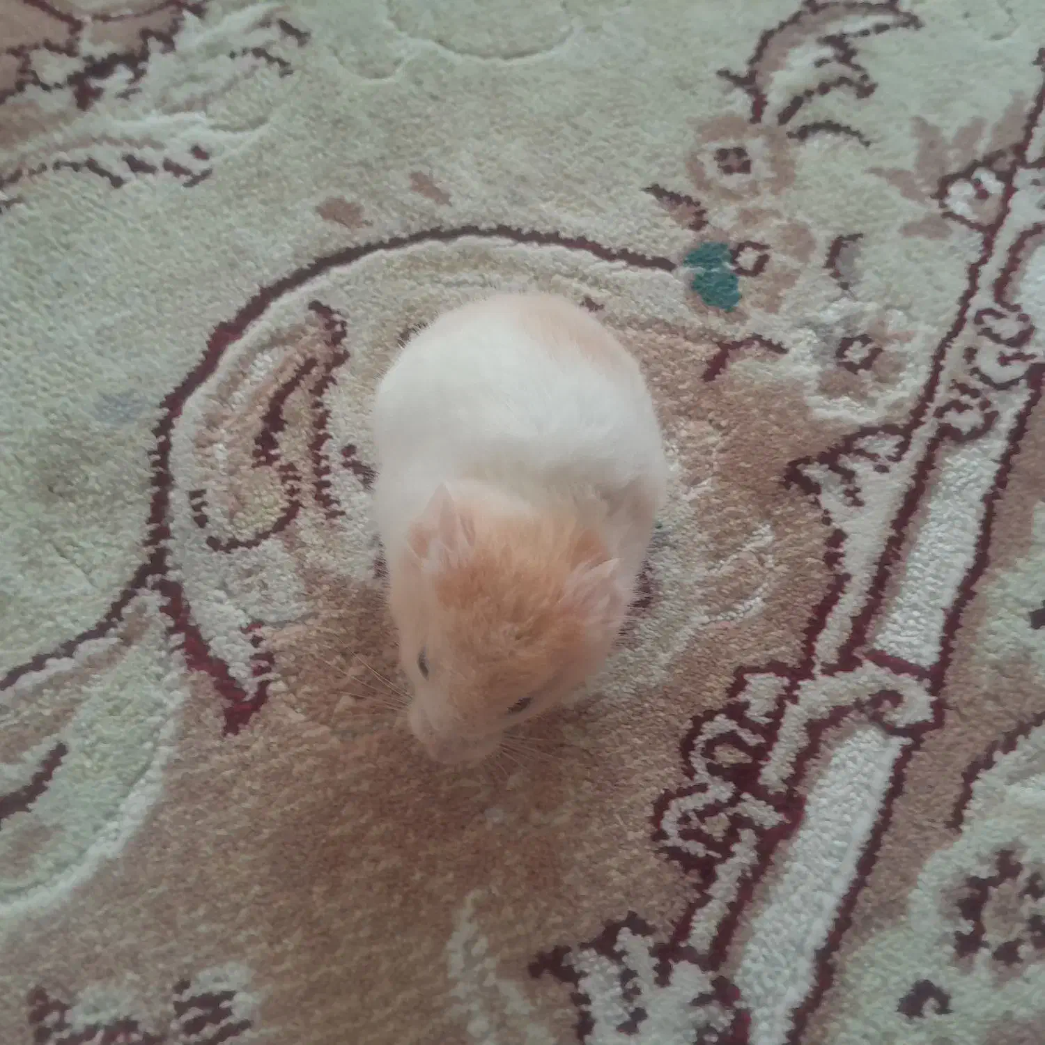 همستر|موش و خرگوش|سقز, |دیوار