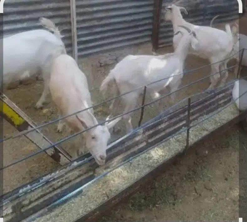 بز سانن وگلابی|حیوانات مزرعه|خشت, |دیوار