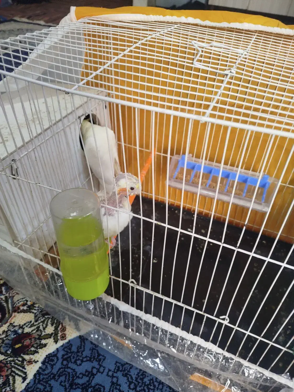 عروس هلندی|پرنده|مشهد, شهید احمدی روشن|دیوار