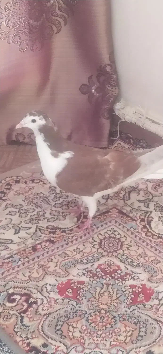 کبوتر سرخ|پرنده|اصفهان, سرتاوه|دیوار