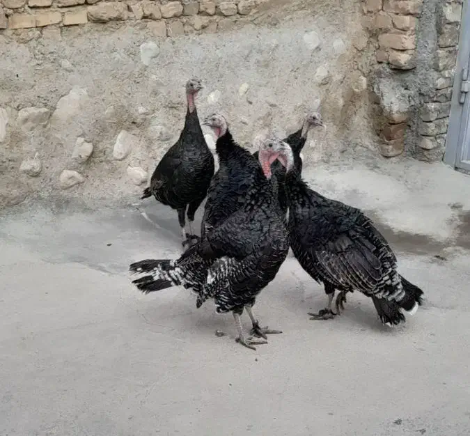 بوقلمون نر|حیوانات مزرعه|بروجرد, |دیوار