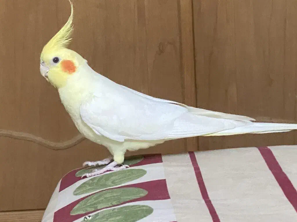 جوجه عروس هلندی لوتینو|پرنده|شیراز, شهرک قمشه|دیوار