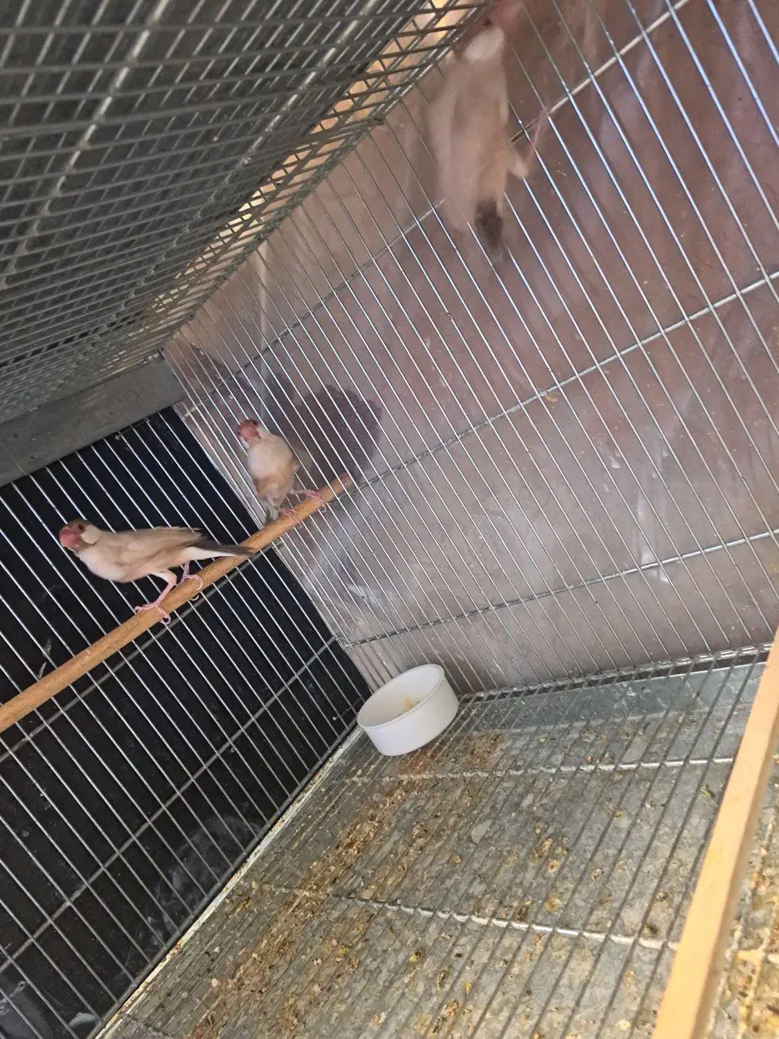 فنچ نرگسی شکلاتی|پرنده|اصفهان, سعادتآباد|دیوار