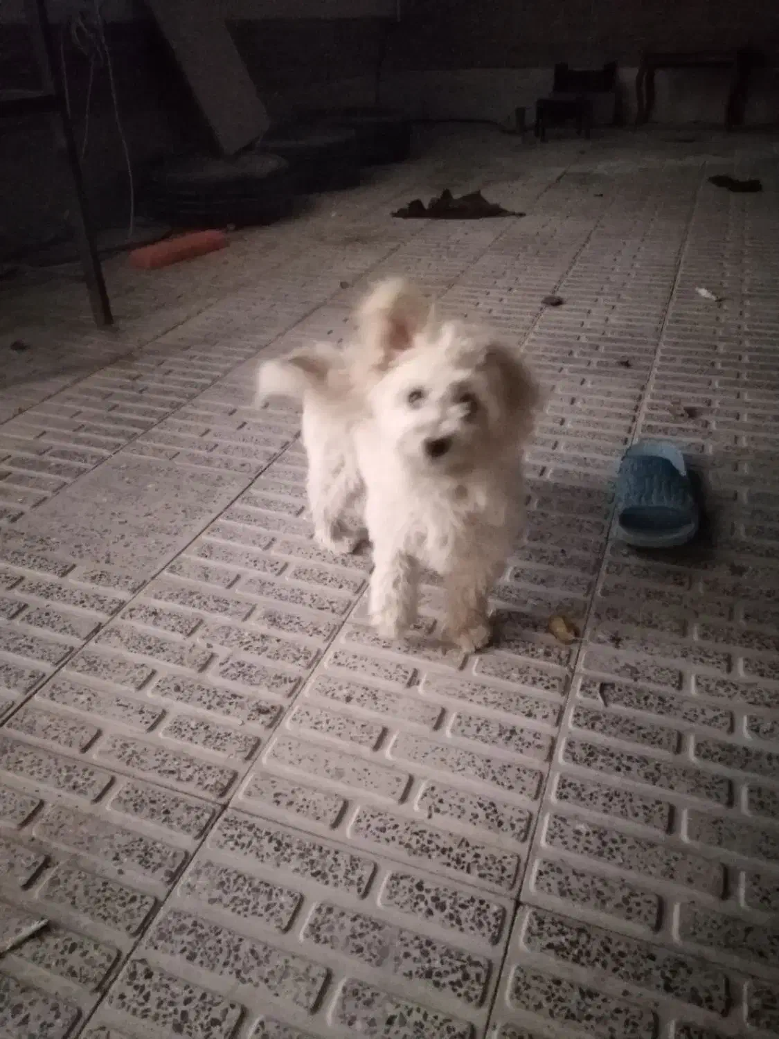 فروش یک سگ شیتزو|سگ|فرخ‌شهر, |دیوار