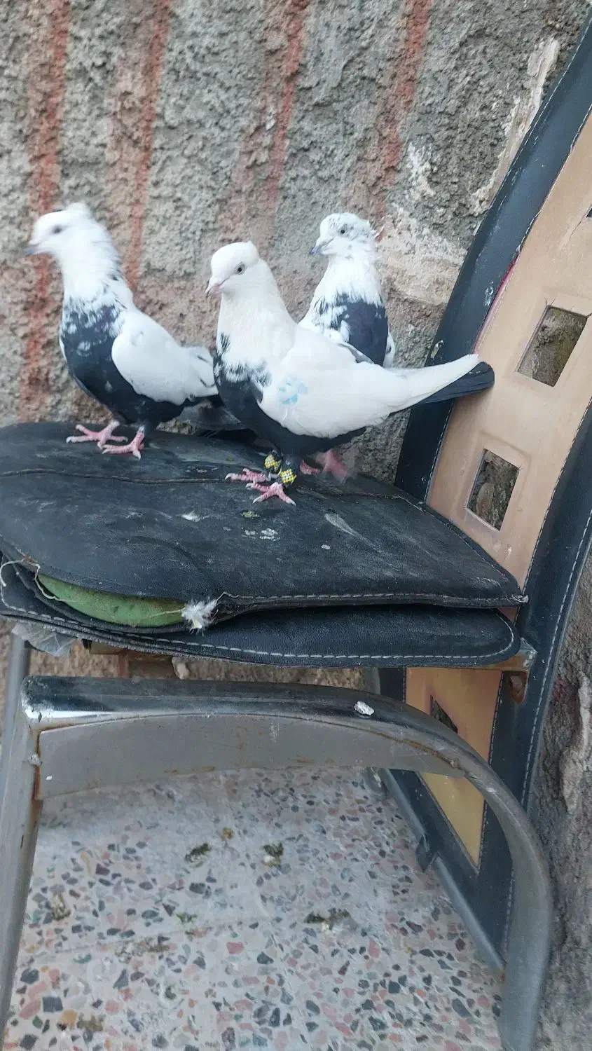 دمی|پرنده|خرم‌آباد, |دیوار