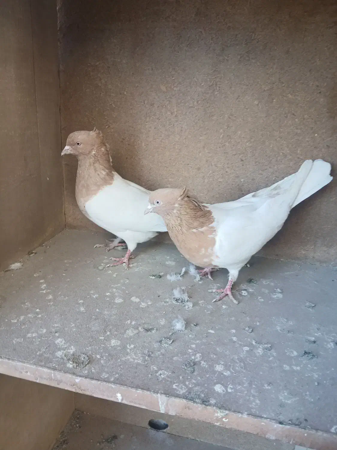 کفتر رنگی کله زرد.کله سرخ|پرنده|رباط‌کریم, شهرک صنعتی زواره‌ای|دیوار