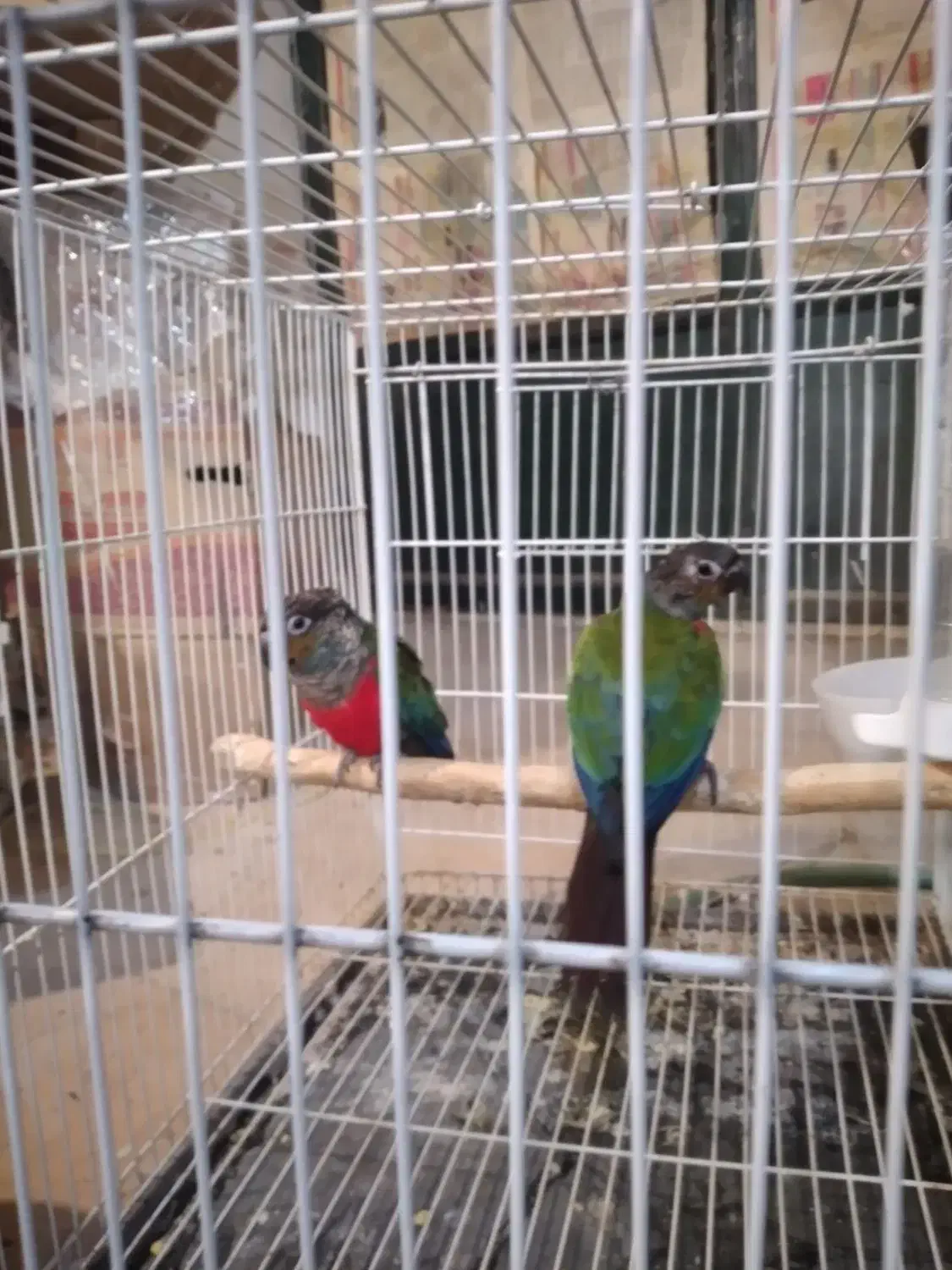 جفت کارداده کریمسون و جوجه رام خورشیدی|پرنده|تبریز, |دیوار