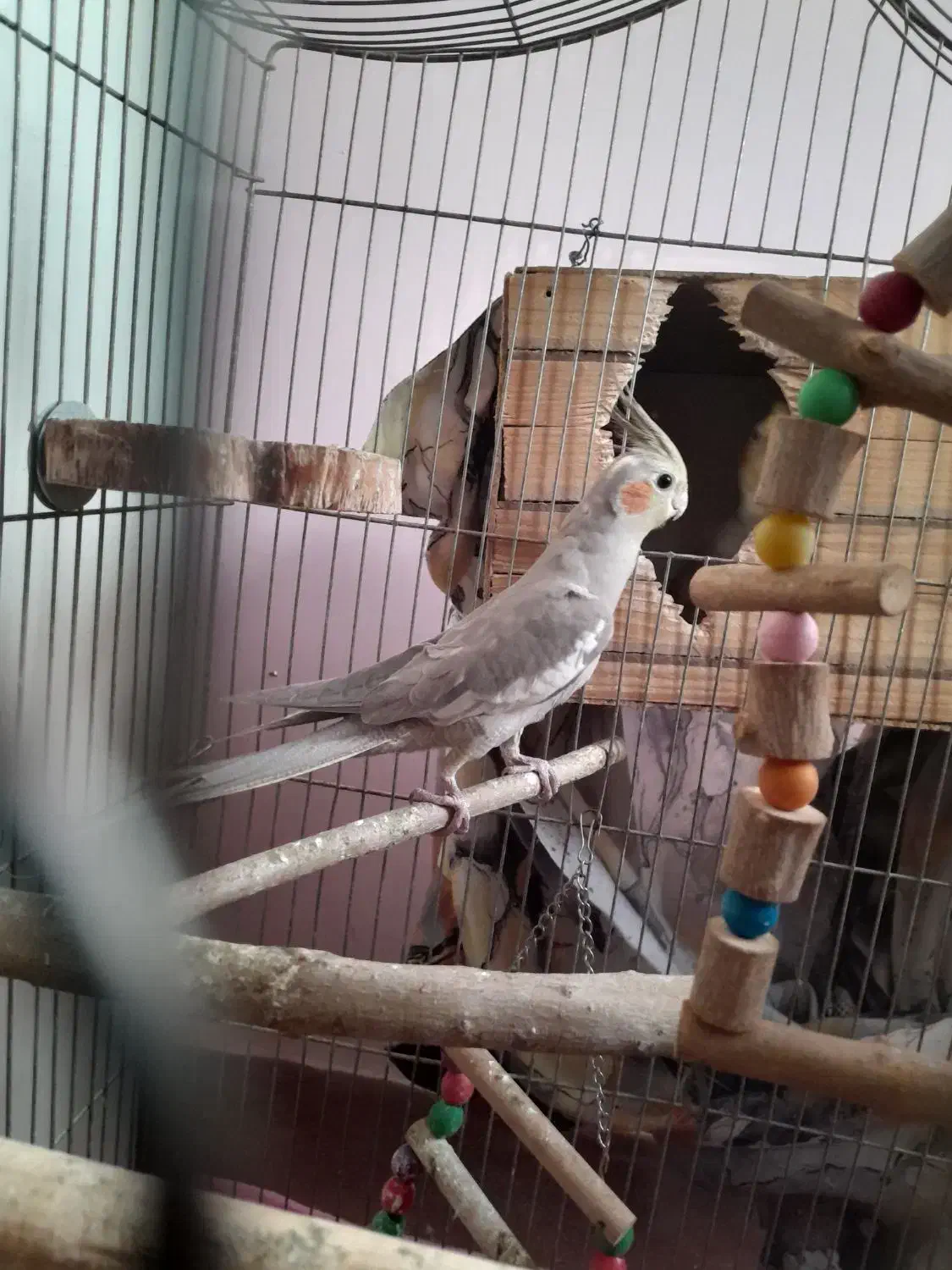 عروس هلندی و مرغ عشق|پرنده|فردیس, نسترن غربی|دیوار