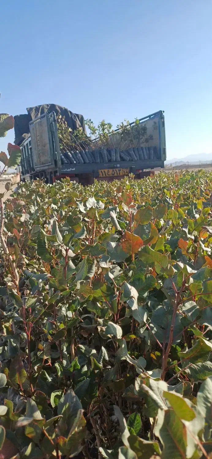 نهال پسته گلدانی|خدمات باغبانی و درختکاری|قم, زنبیل آباد|دیوار