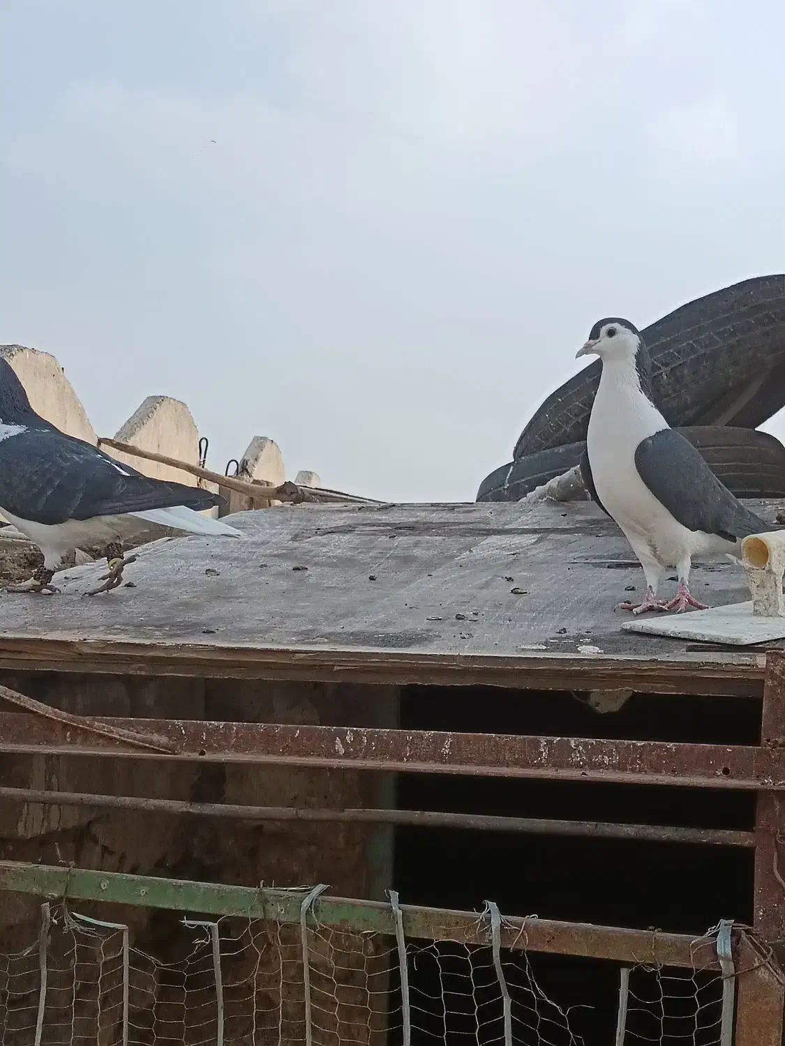 نروماده سیاپاک|پرنده|مشهد, شهرک شیرین|دیوار