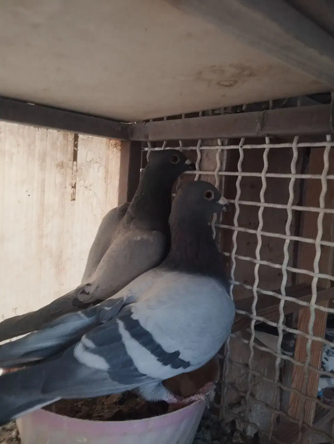 یک جفت پلاکی|پرنده|تهران, شهرک رضویه|دیوار