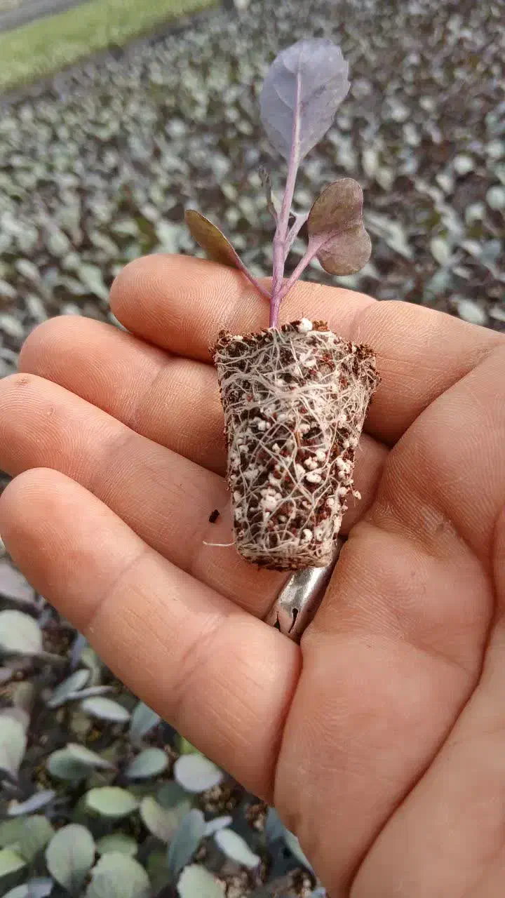 نشا کلم گاهو و ...|خدمات باغبانی و درختکاری|دزفول, |دیوار