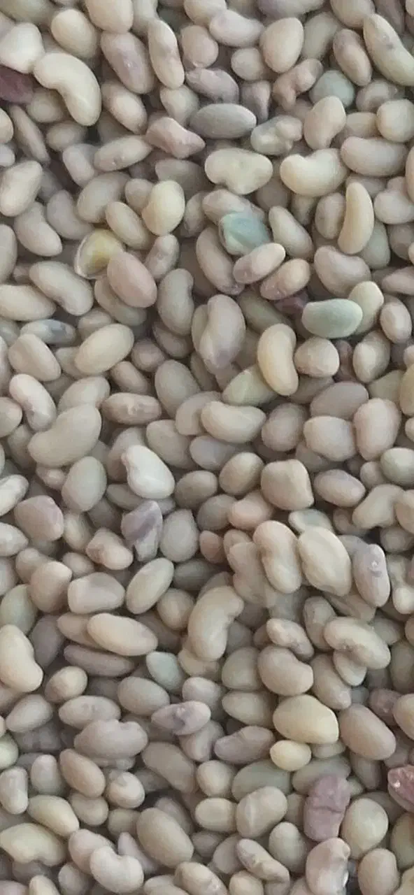 بذر یونجه مائوپا اصل|گل و گیاه طبیعی|شیراز, دشت چنار|دیوار