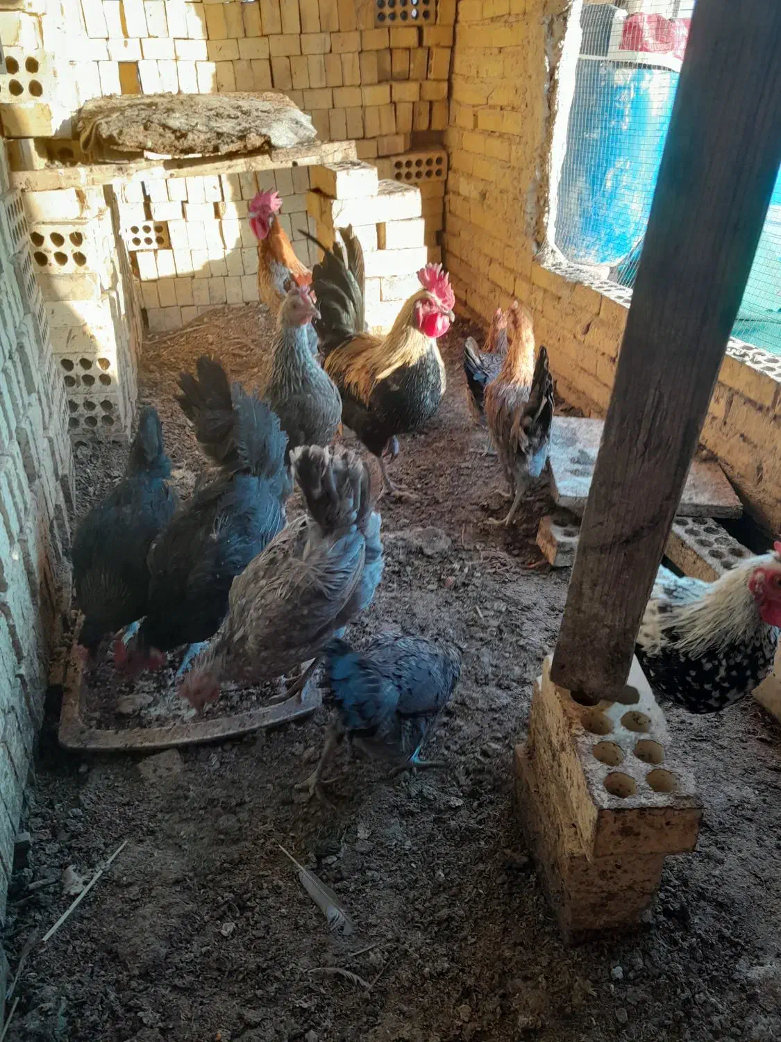 فروش مرغ محلی|حیوانات مزرعه|خرمشهر, |دیوار