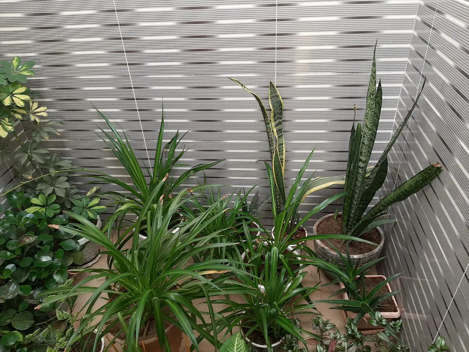 فروش گل|گل و گیاه طبیعی|اسدآباد, |دیوار