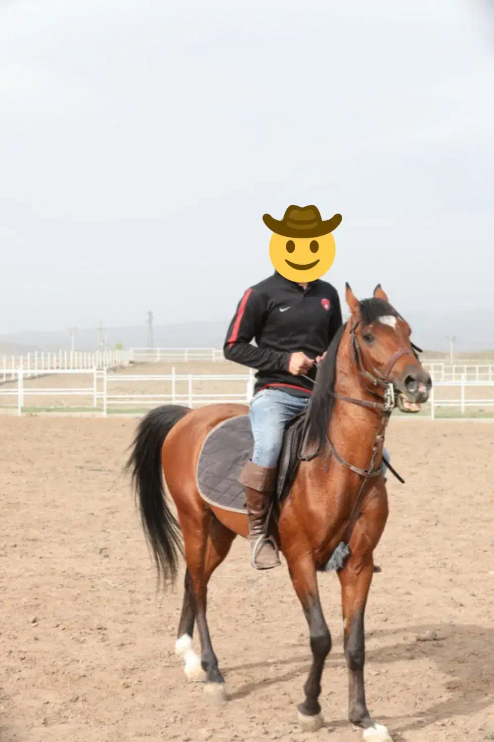 اسب عرب|اسب و تجهیزات اسبسواری|اردبیل, |دیوار