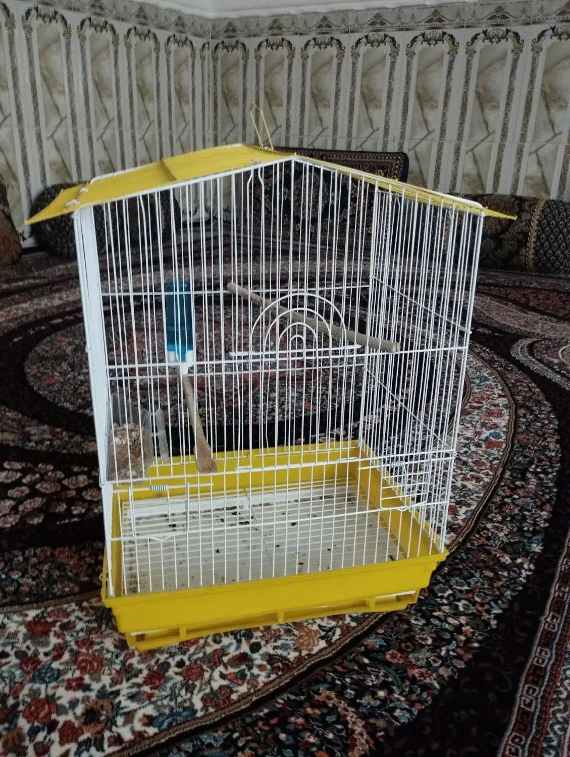 قیمت250ملیون|پرنده|سراوان, |دیوار